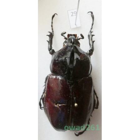 Augosoma centaurus (Fabricius, 1775) male Tanzania 54mm29